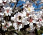 Effondrement des colonies d’abeilles: Des facteurs climatiques et environnementaux seraient la cause (experte)