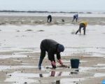 Agadir: Interdiction de la récolte et la commercialisation des coquillages issus de la zone Imi Ouadar