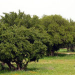 Le Maroc et l’ONU célèbrent l’arganier, un arbre symbole de résilience
