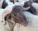 A Khénifra, la race ovine de timahdite tient le haut du pavé