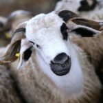 Rabat-Salé-Kénitra: Une offre de près d’un million d’ovins et de caprins destinés à l’abattage lors de l’Aid Al Adha