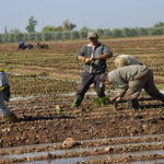 Béni Mellal accueille en mars prochain un salon international de la technologie agricole et agroalimentaire